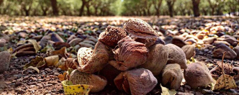 Latest Tariff Relief Changes Affect Almond, Cherry & Hog Producers