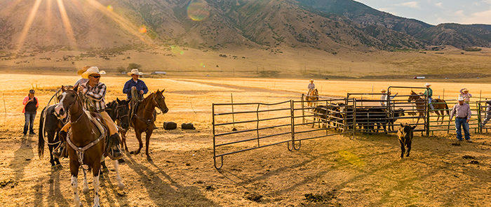 Focus on Feedlot Inventory Management Before the Autumn Rush