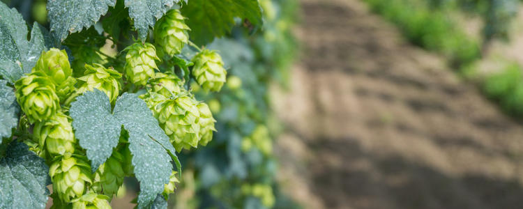 California Hops