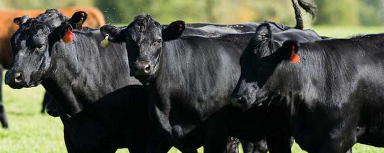 Beef Producers and Consumers Affecting Changes to Industry