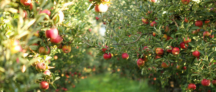 usda relief package kcoe isom apples