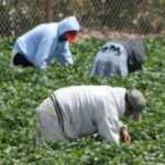 Workers in Field