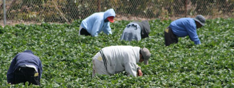 Workers in Field