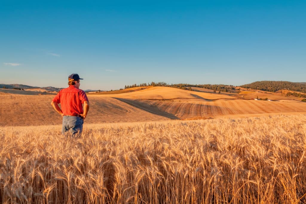 farmer in field, farmer in wheat field, farmer with hands on hips, looking at the land