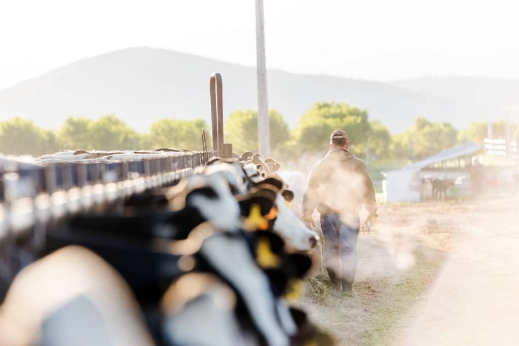 Early morning portrait of a dairy farmer walking away from camera. Steaming breath of cows hazes the early morning sunshine.