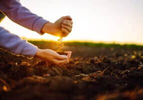 Female hands touching soil on the field at sunset. Agriculture, organic gardening, planting or ecology concept.