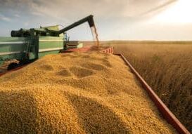 A combine harvesting soybeans at sunset