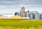 Corn harvest in the fall in the mid-west of USA. The harvesting and processing of the corn crop, the processing facilities doing finishing work on the grain, the product are stored in the grain silos or is shipping out in train cars. Photographed in panoramic horizontal format on location in Minnesota, USA.