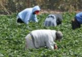 Workers in Field